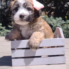 Cavapoo, Poodle, and Whoodle Puppies from Perfect Pawzabilities