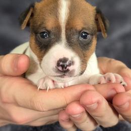 Red Sable Piebald Female - Red white and sable female Rat Terrier puppy in Webb City, Missouri from Rocking 4C