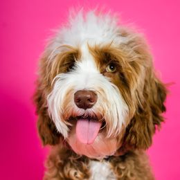 Australian Labradoodles and Goldendoodles from Dew Drop Doodles