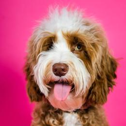 Australian Labradoodles and Goldendoodles from Dew Drop Doodles