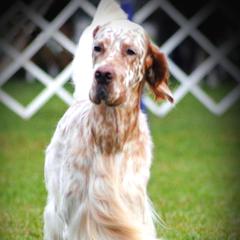 English Setters from Admiralty English Setters