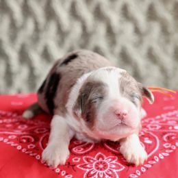 Dakota (orange collar) - Blue merle and white female Sheepadoodle puppy in Mouth Of Wilson, Virginia from HoneyBunn Doodle Co.