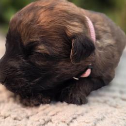 Redbud - Fawn female Bouvier des Flandres puppy in Drury, Missouri from Black Bears Critters
