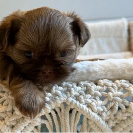 Shih Tzu Puppies from Purse Pup Shih Tzus
