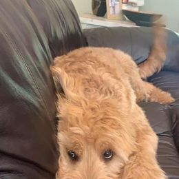 Goldendoodle All Grown Up from Midwest Companions