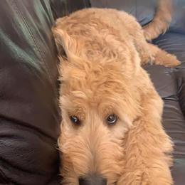 Goldendoodle All Grown Up from Midwest Companions