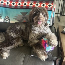 Goldendoodle puppies from Silver Hill Farm SC