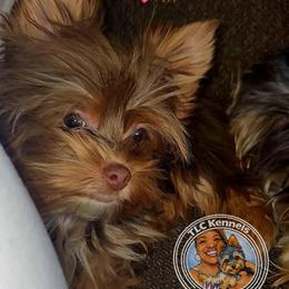 Palomino - Yorkshire Terrier
