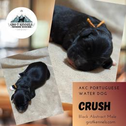 Crush - Black and white male Portuguese Water Dog puppy in Weston, Idaho from Gro-T Kennels