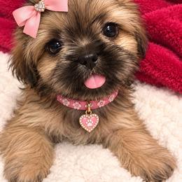 Harper - Brindle and white female Shih Tzu puppy in Rockmart, Georgia from Sonya Garrett