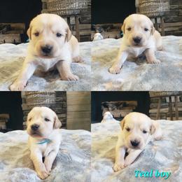 Teal boy - Golden male Golden Retriever puppy in Howell, Michigan from Robbin's Treasures