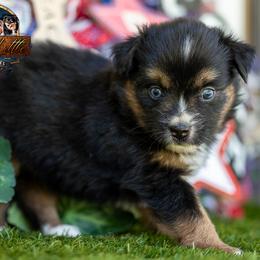 Tiara - Black tri female Miniature American Shepherd puppy in Granbury, Texas from Best Little Aussies
