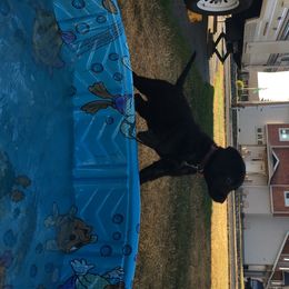 Labrador Retriever Puppies from Wild Feather Hunting Dogs