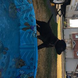 Labrador Retriever Puppies from Wild Feather Hunting Dogs