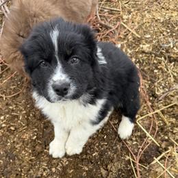 Boy 1 - White and black male Karakachan puppy in Lebanon, Connecticut from CK9