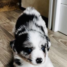 Button - Blue merle female Miniature Australian Shepherd puppy in Luling, Texas from Little Wood Toy and Mini Aussies