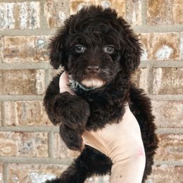 Mint Collar - Brown white and tan female Cockapoo puppy in Richmond, Kentucky from The Doting Doodle