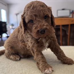Ford - Buff and white male Cockapoo puppy in Sheridan, Missouri from Shepherdsfold’s Cockapoos