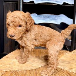 Benny - Red male Bernedoodle puppy in Tyner, Kentucky from Good Dog Doodles