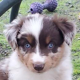 Aloe - Red merle male Australian Shepherd puppy in Cottage Grove, Oregon from Farmstead Aussies