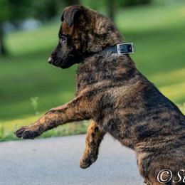 O Female 2 - Brown Collar - Black brindle female Dutch Shepherd puppy in Alum Creek, West Virginia from Stay Wild K9