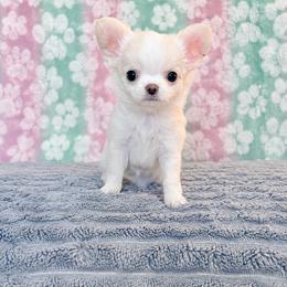 Piper (LC female) - Fawn and white female Chihuahua puppy in Kansas City, Missouri from Bravo Chihuahuas