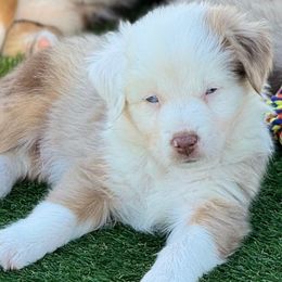 Jax - Red merle male Australian Shepherd puppy in Ramona, California from Blue Moon Aussies