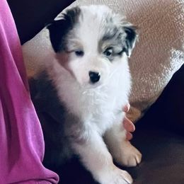 Australian Shepherd puppies from Olde Bay Australian Shepherds