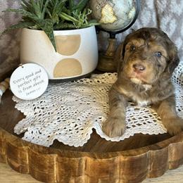 Catherine - Merle female Bernedoodle puppy in Bells, North Carolina from Neighborhood Poodles & Doodles
