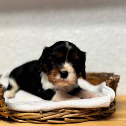 Mr. Black - Tri-color male Cavalier King Charles Spaniel puppy in Port Richey, Florida from Sunshine State Cavaliers