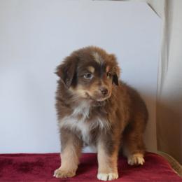 Bonfire - Red tri male Miniature Australian Shepherd puppy in Cody, Wyoming from Quartz Creek Aussies
