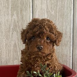 Dewey - Red  male Poodle puppy in Lagrange, Indiana from Heavn Sent Acres