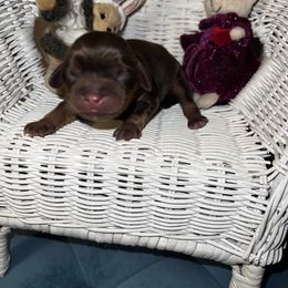 Hershey - Chocolate male Cavalier King Charles Spaniel puppy in Avoca, New York from Palladino’s Cavaliers of Upstate NY
