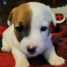 Russell Terriers from Dent Farms