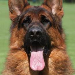 German Shepherds from Rikah-Haus German Shepherds