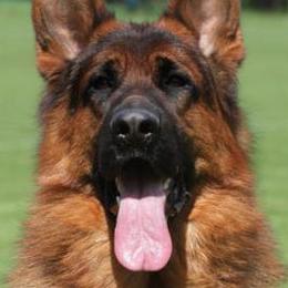 German Shepherds from Rikah-Haus German Shepherds