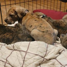 Great Dane Puppies from RCM Great Danes