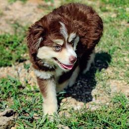 Miniature Australian Shepherd and Toy Australian Shepherd Puppies from C&K Rocky Hill Aussies