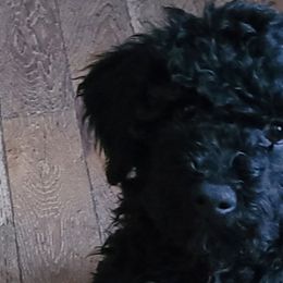 Girl 3 - Black Portuguese Water Dog puppy in Maine from Lion Heart Pwds