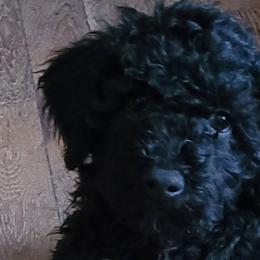 Girl 3 - Black Portuguese Water Dog puppy in Maine from Lion Heart Pwds