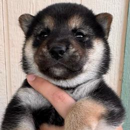 Dale - Black and tan male Shiba Inu puppy in Las Vegas, Nevada from GBs Shiba Inu's