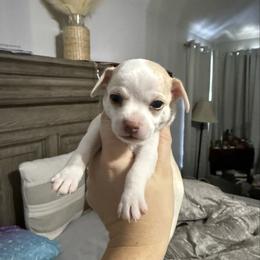 Boy 1 - Fawn and white male Chihuahua puppy in Lees Summit, Missouri from Divine K9s LLC
