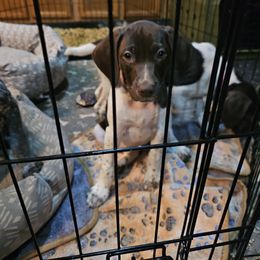 Chasing Sunsets aka Quinn - Liver and white female German Shorthaired Pointer puppy in La Porte, Indiana from T Double H German Shorthaired Pointers