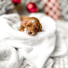 Invisible woman - Red  female Goldendoodle puppy in Springville, Utah from Happy Doodle