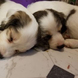 Companion Cross Puppies from Mandala Dogs