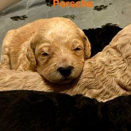 Porsche - Apricot female Goldendoodle puppy in Sanderson, Florida from Serenity Goldendoodles