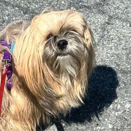 Madison - Lhasa Apso