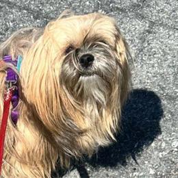 Madison - Lhasa Apso