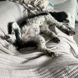Goldendoodle, Golden Retriever, and Poodle Puppies from Angelic Goldens