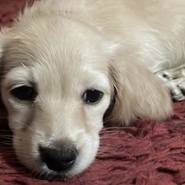 Dachshunds from Amore Mini Dachshund Breeders & More